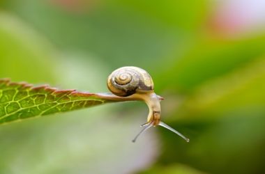 Come eliminare le lumache da orto e giardino