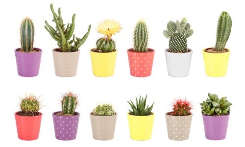 Piante grasse: come curarle in modo facile e naturale tuttogreen Vaso per cactus grande