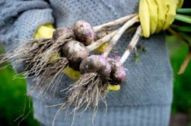 Ecco come coltivare l’aglio in casa o in giardino: la guida per tutti