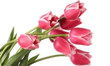 Il significato dei fiori