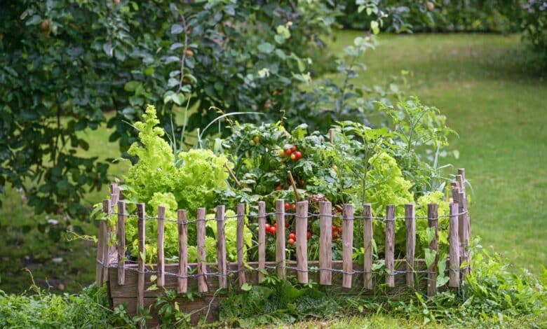 Come fare un orto in giardino