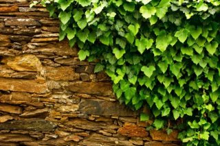 Propriétés et utilisations du lierre: contre la cellulite et la toux