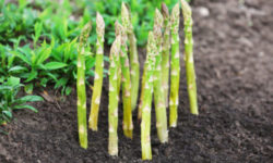 Come coltivare gli asparagi in modo facile