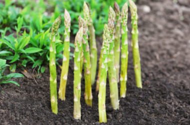 Come coltivare gli asparagi in modo facile