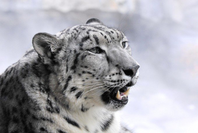 Tra gli animali più belli a rischio di estinzione c'è il leopardo delle nevi