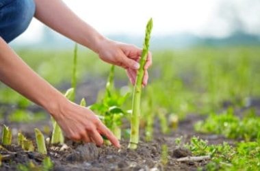 Come coltivare gli asparagi in modo facile