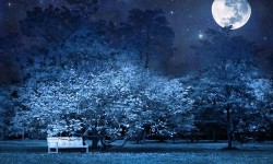 Moonlight garden: scopri cosa sono i giardini notturni