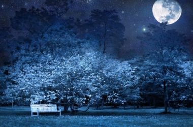 Moonlight garden: scopri cosa sono i giardini notturni