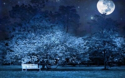 Moonlight garden: scopri cosa sono i giardini notturni