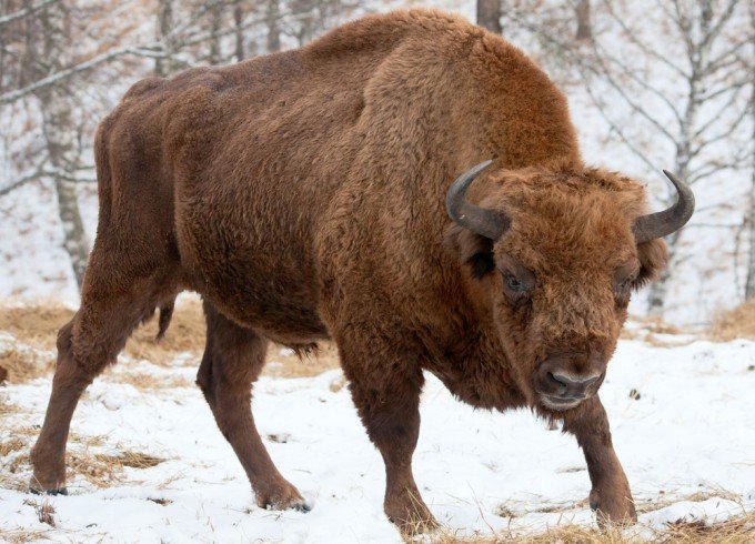 Tra gli animali più belli a rischio di estinzione c'è il bisonte americano