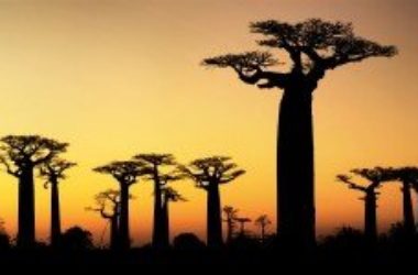 Baobab: proprietà di questo nuovo superfood
