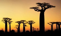 Baobab: proprietà di questo nuovo superfood