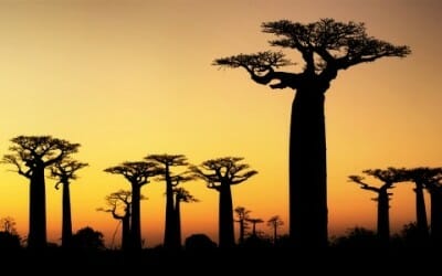 Baobab: proprietà di questo nuovo superfood
