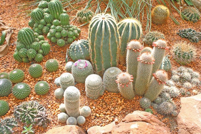 Una composizione di cactus in giardino