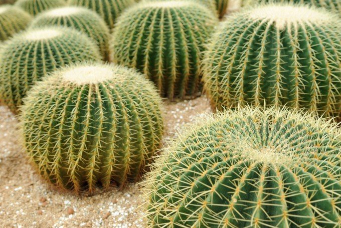 Come curare le piante grasse: il classico cactus a cui tutti pensiamo, quello a palla, è l' echinocactus grusonii