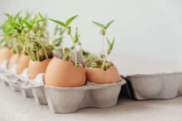 Ecco 10 modi creativi per riutilizzare i gusci delle uova