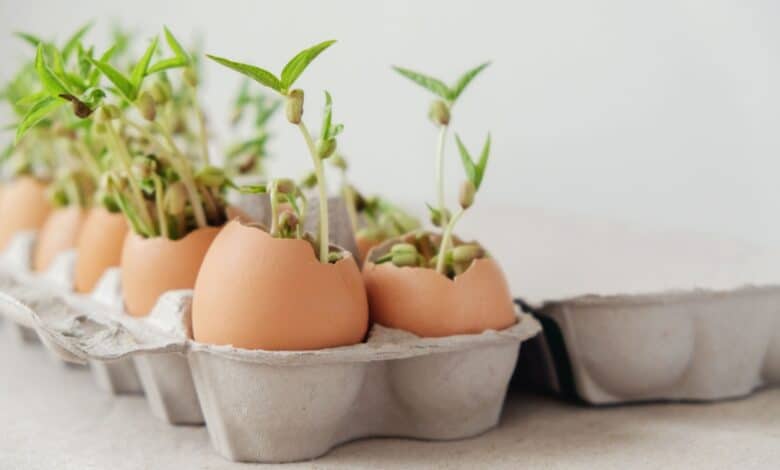 riutilizzare i gusci delle uova