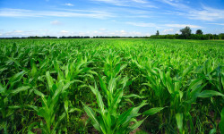 7 proposte per l’agricoltura sostenibile del futuro