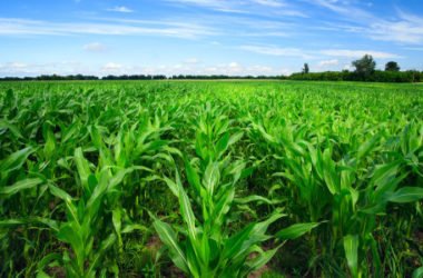 7 proposte per l’agricoltura sostenibile del futuro