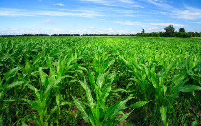 7 proposte per l’agricoltura sostenibile del futuro