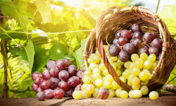La vinoterapia ovvero i cosmetici a base di vino