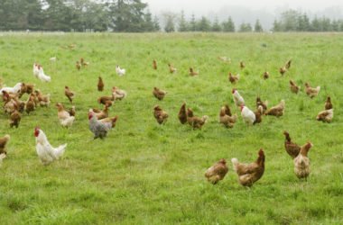 Che differenza c’è tra il pollo biologico allevato a terra e quello solo allevato a terra?