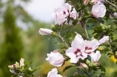 Alla scoperta dell’altea, una delle piante officinali più apprezzate