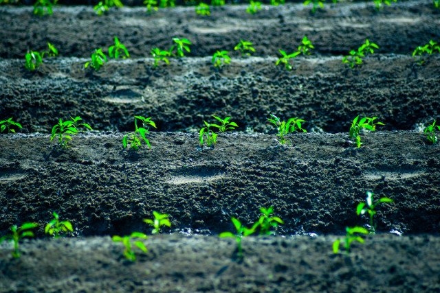 7 proposte per l'agricoltura sostenibile del futuro