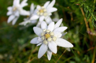 Giardini botanici in Valle d’Aosta: paradisi da visitare