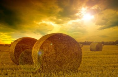 7 proposte per l’agricoltura sostenibile del futuro