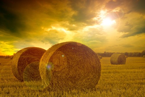 7 proposte per l’agricoltura sostenibile del futuro