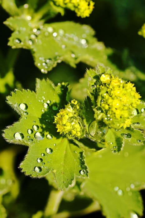 alchemilla