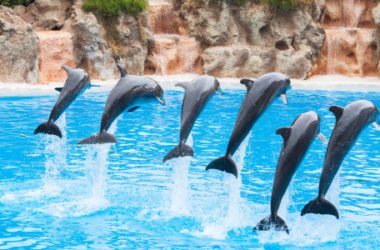 Cosa succede ai delfini nei delfinari? Un rapporto LAV ce lo dice