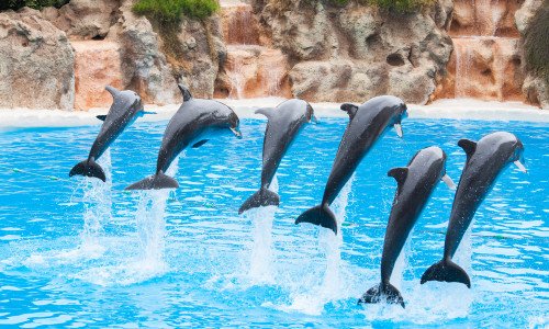 Cosa succede ai delfini nei delfinari? Un rapporto LAV ce lo dice