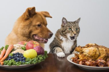 Sai quali sono i cibi pericolosi per gatti e cani?
