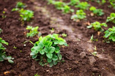 Coltivare fragole: in vaso, nell’orto ed a casa in balcone