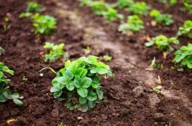Coltivare fragole: in vaso, nell’orto ed a casa in balcone