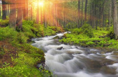 C’è anche la deforestazione in Europa : ecco cosa accade in Romania
