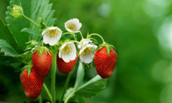 Coltivare fragole: in vaso, nell’orto ed a casa in balcone