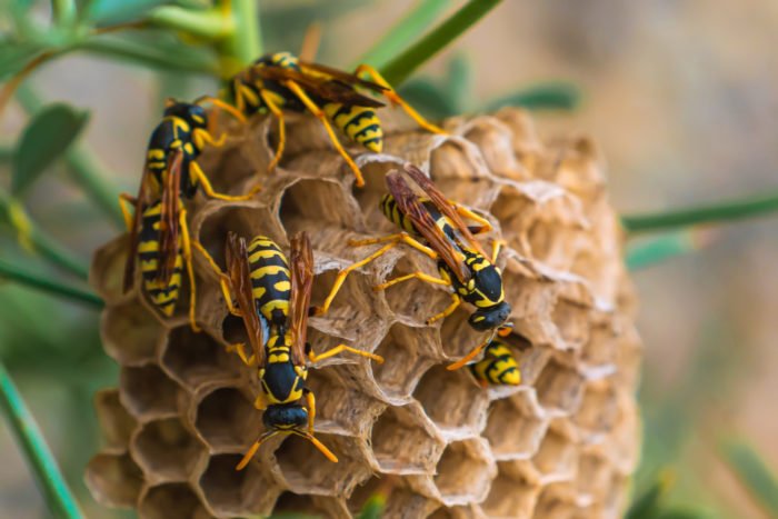 come eliminare nidi di vespe