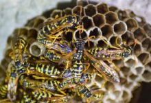 eliminare nidi di vespe