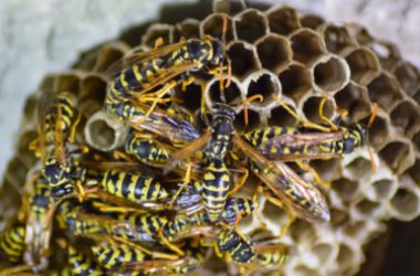 Scopriamo come eliminare un nido di vespe in modo naturale