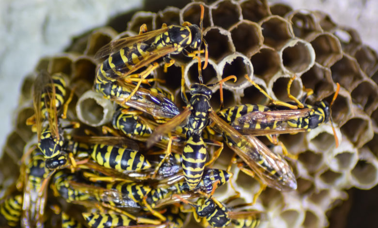 eliminare nidi di vespe