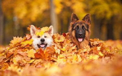 Cose che fate che il vostro cane non ama