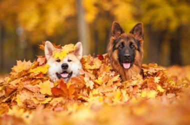 Cose che fate che il vostro cane non ama