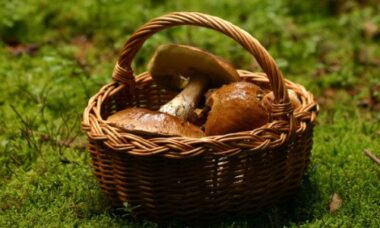 Funghi velenosi: come riconoscerli e quali sono