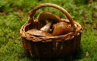 Funghi velenosi: come riconoscerli e quali sono