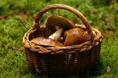 Funghi velenosi: come riconoscerli e quali sono