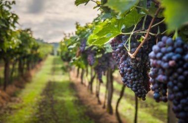 Tutto sull’uva e sulla vite, come si coltiva, le proprietà ed i benefici e gli utilizzi in cucina