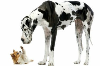 Razze di cani più grandi: quelli enormi e quelli da record del Mondo